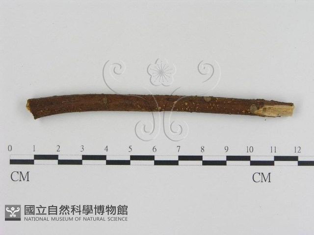 登錄號:F0007535藏品圖，第3張