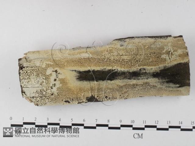 登錄號:F0025535藏品圖，第1張