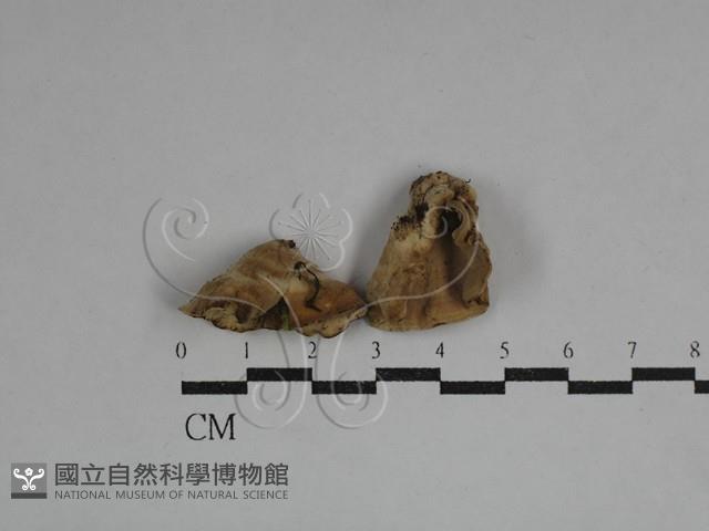 韌革菌屬藏品圖，第1張