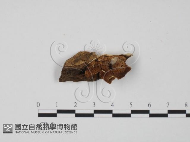 登錄號:F0009535藏品圖，第1張