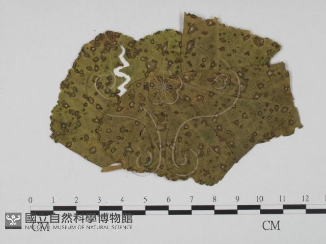登錄號:F0019535藏品圖，第1張
