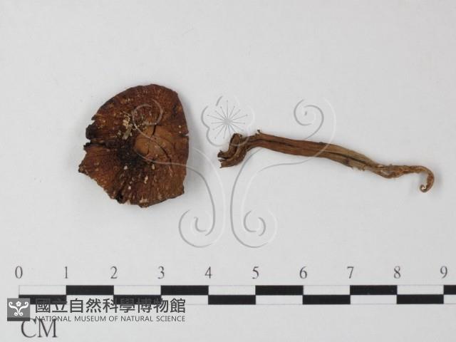 登錄號:F0023535藏品圖，第1張