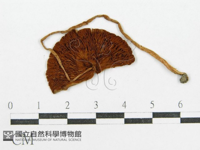 登錄號:F0003535藏品圖，第1張