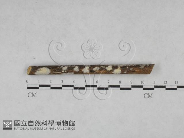 登錄號:F0028135藏品圖，第1張
