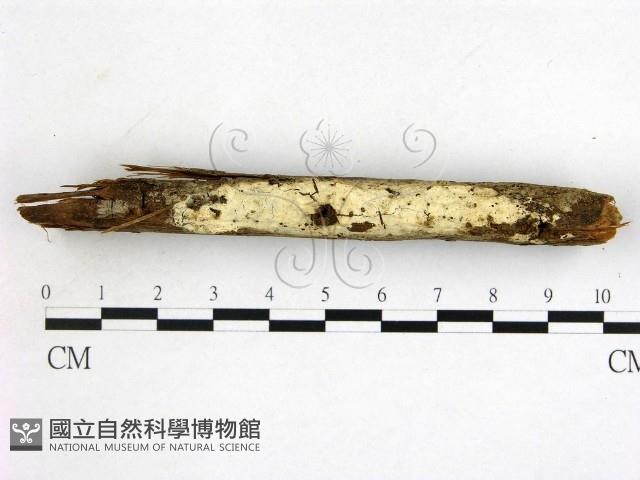 登錄號:F0000135藏品圖，第1張