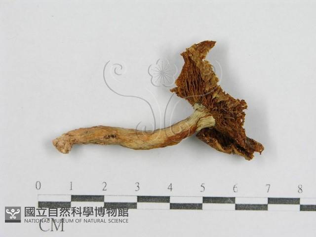 紅菇屬藏品圖，第1張