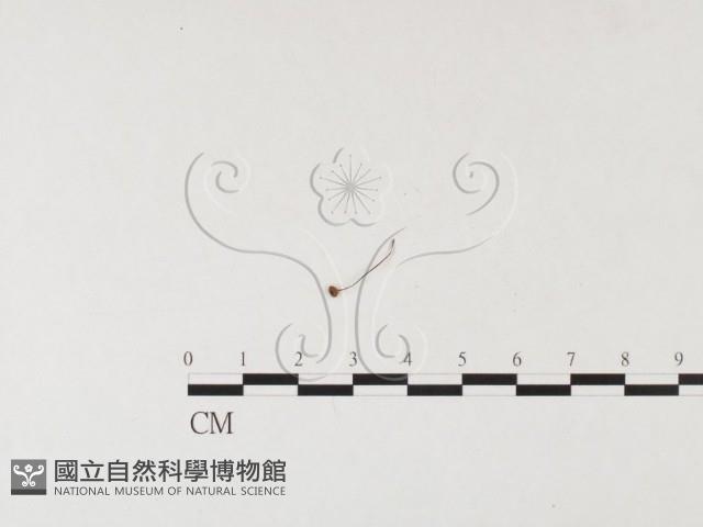 小皮傘屬藏品圖，第1張