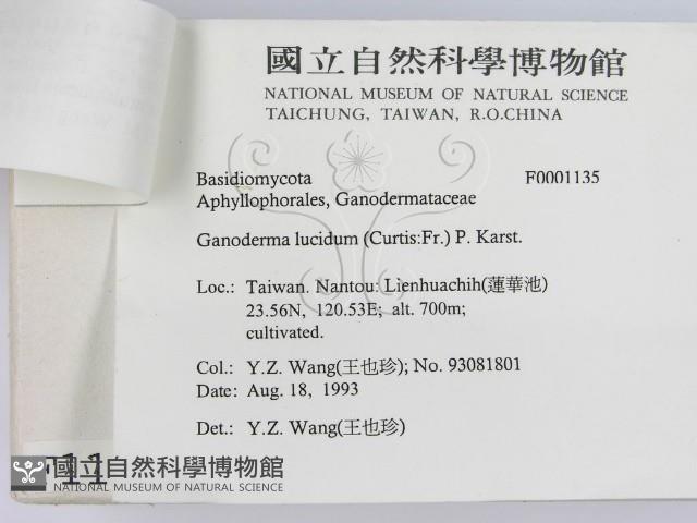 重傘靈芝藏品圖，第3張