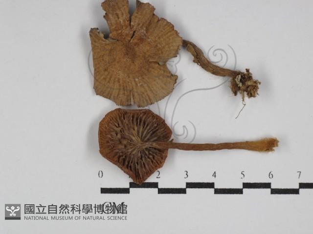 登錄號:F0011135藏品圖，第1張