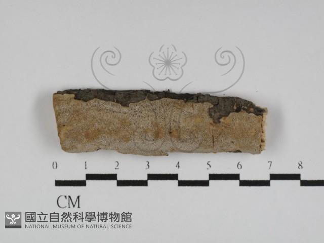 登錄號:F0031135藏品圖，第1張