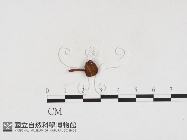 登錄號:F0024135藏品圖，第1張
