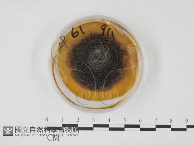 登錄號:F0022135藏品圖，第1張