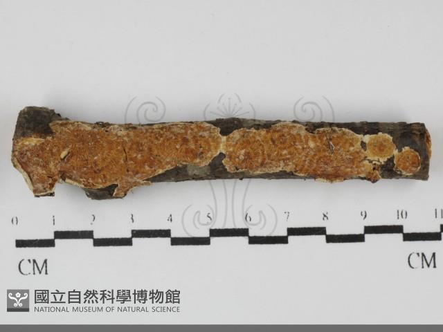 登錄號:F0032135藏品圖，第1張