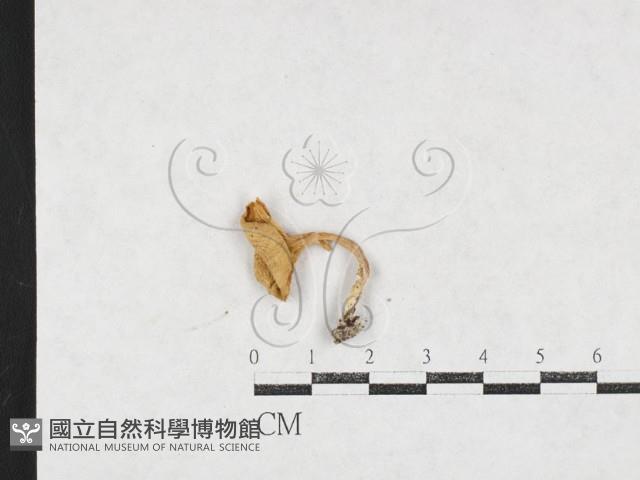 登錄號:F0027135藏品圖，第1張