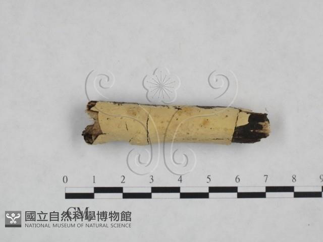 登錄號:F0025135藏品圖，第1張