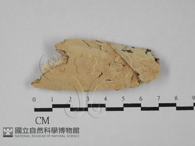 登錄號:F0029135藏品圖，第1張