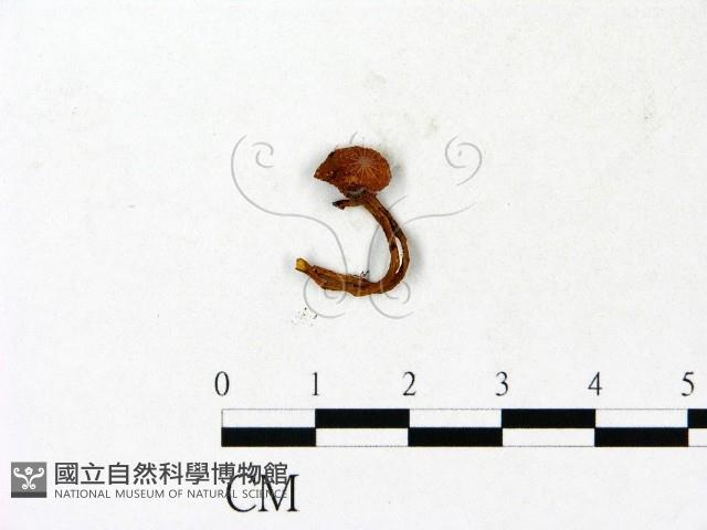 登錄號:F0023135藏品圖，第1張