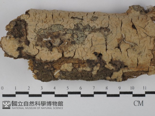 登錄號:F0003135藏品圖，第1張
