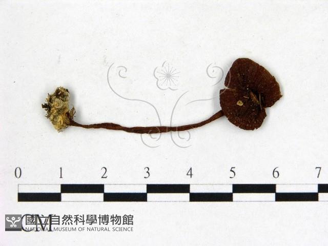 登錄號:F0013135藏品圖，第1張