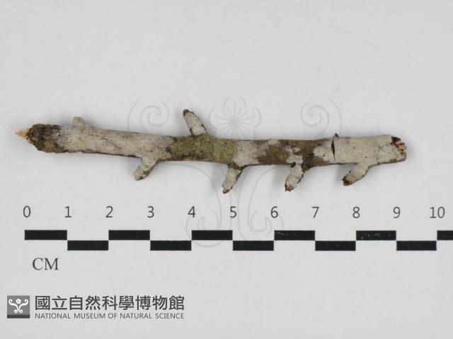 登錄號:F0033135藏品圖，第1張