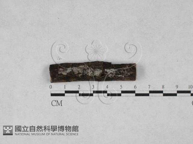 登錄號:F0028035藏品圖，第1張
