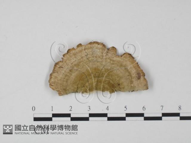 登錄號:F0020035藏品圖，第1張