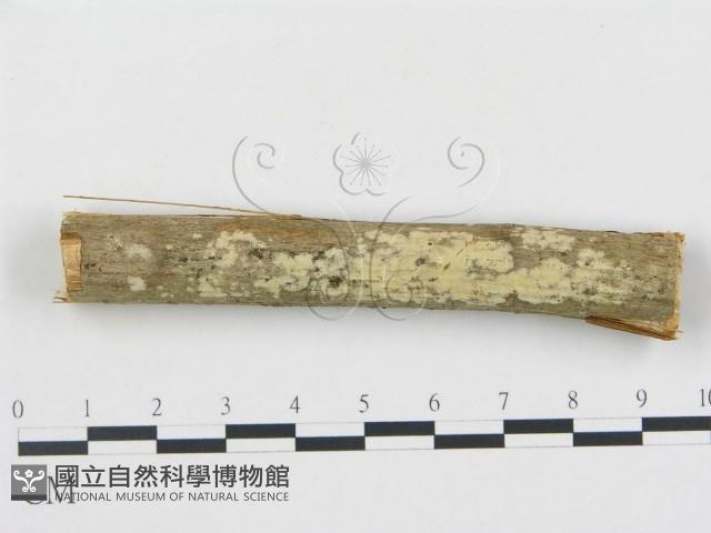 登錄號:F0000035藏品圖，第1張