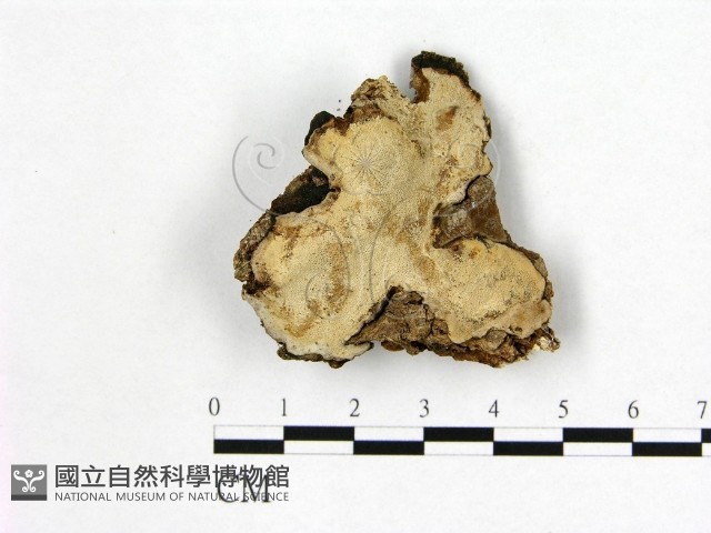 多年臥孔菌屬藏品圖，第1張