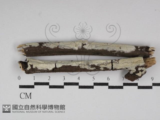 登錄號:F0030035藏品圖，第1張