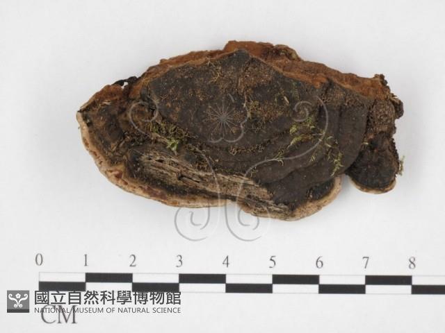 木層孔菌屬藏品圖，第1張