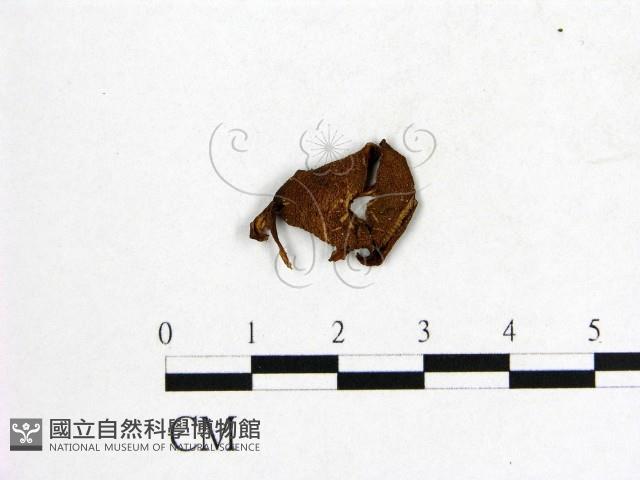 登錄號:F0016035藏品圖，第1張