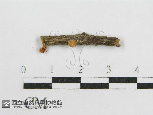 微皮傘屬藏品圖，第1張