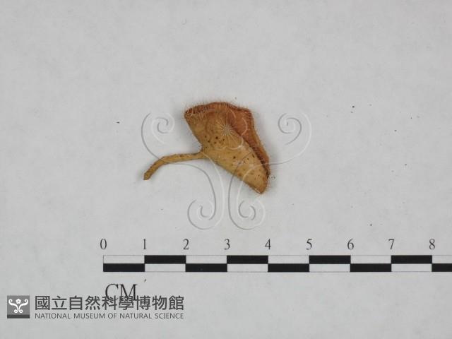 登錄號:F0024035藏品圖，第1張