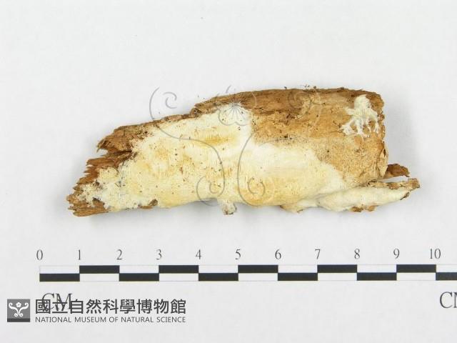 登錄號:F0014035藏品圖，第1張