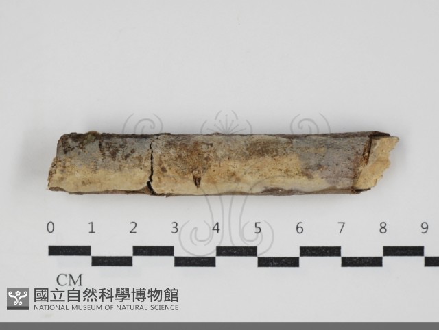 登錄號:F0034035藏品圖，第1張