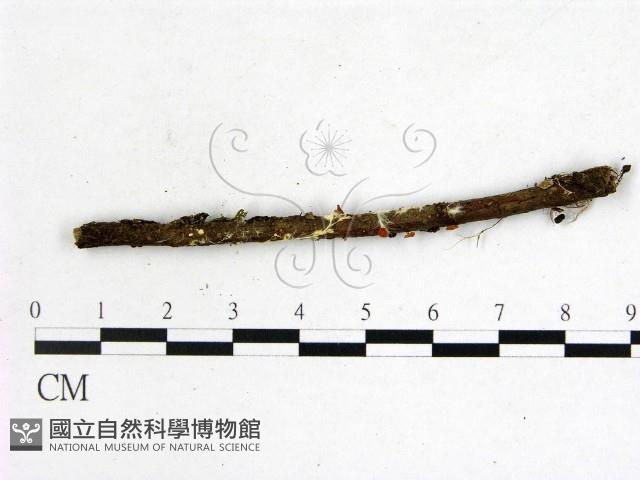 登錄號:F0022035藏品圖，第1張