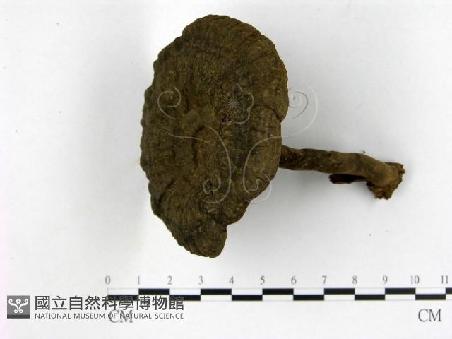假芝屬藏品圖，第1張