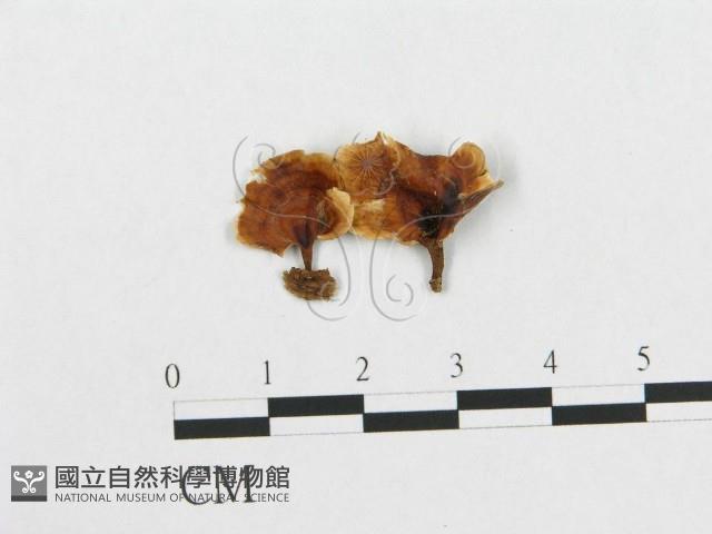 登錄號:F0012035藏品圖，第1張