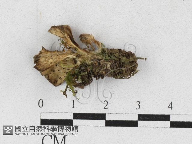 革菌屬藏品圖，第1張