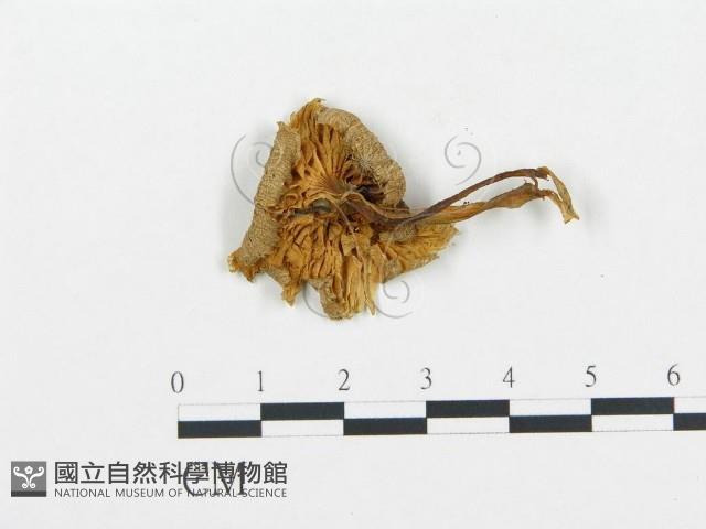 杯傘屬藏品圖，第1張