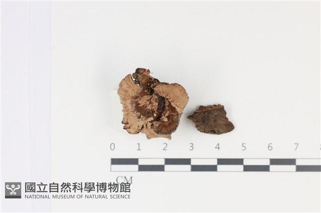 登錄號:F0035035藏品圖，第1張