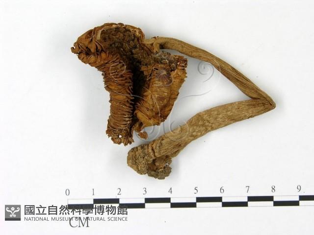 登錄號:F0023035藏品圖，第1張