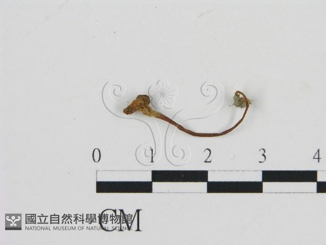 濕傘屬藏品圖，第1張