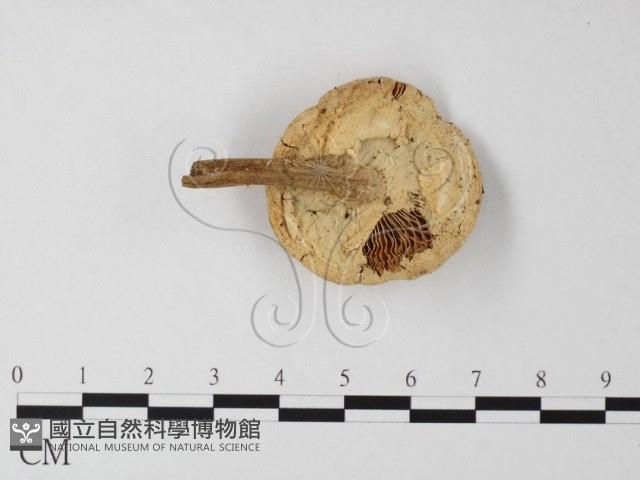 登錄號:F0013035藏品圖，第1張