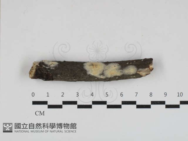 登錄號:F0033035藏品圖，第1張