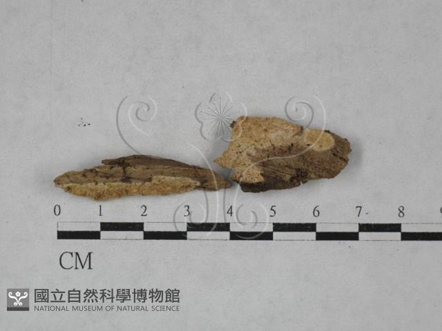 登錄號:F0020335藏品圖，第1張