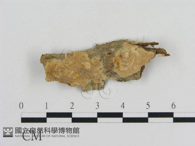 登錄號:F0010335藏品圖，第1張