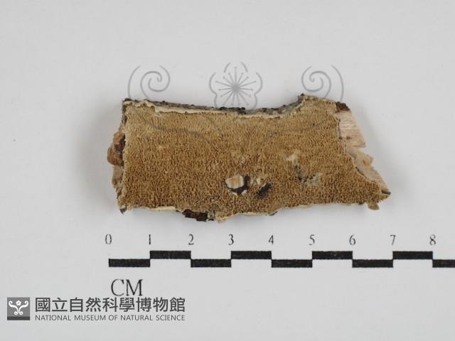 齒耳菌屬藏品圖，第1張
