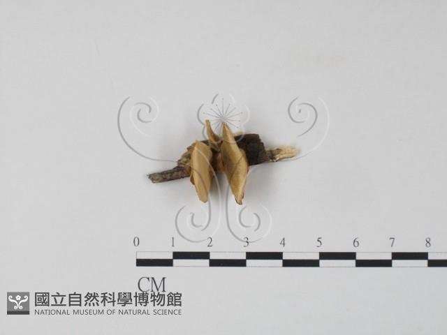 雲芝藏品圖，第1張