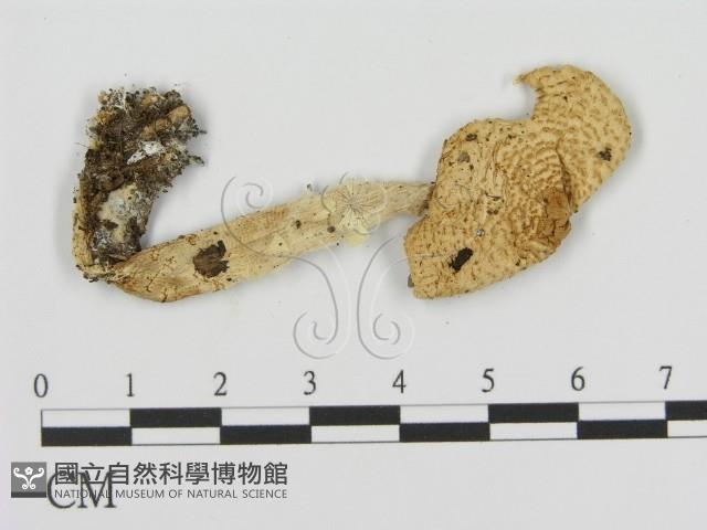 登錄號:F0016335藏品圖，第1張
